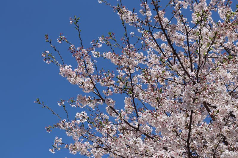 Japan(2024)